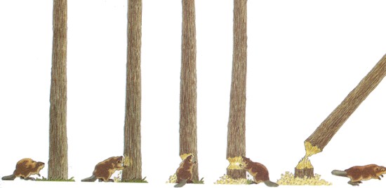 Бобер, подтачивающий дерево